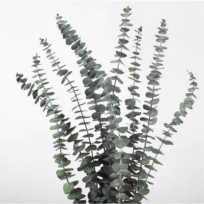 Eucalyptus Dry