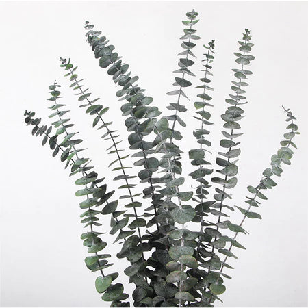 Eucalyptus Dry